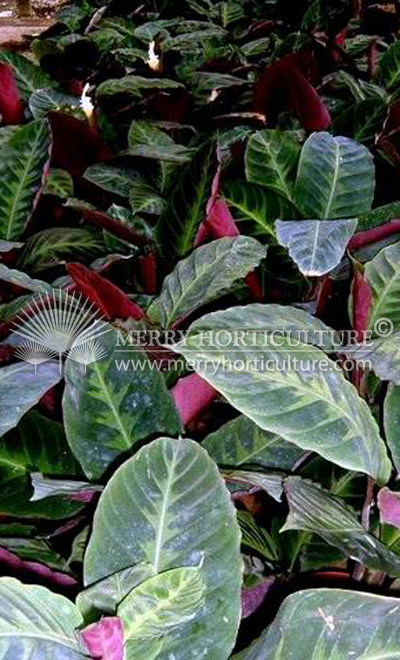 Calathea warscewiczii